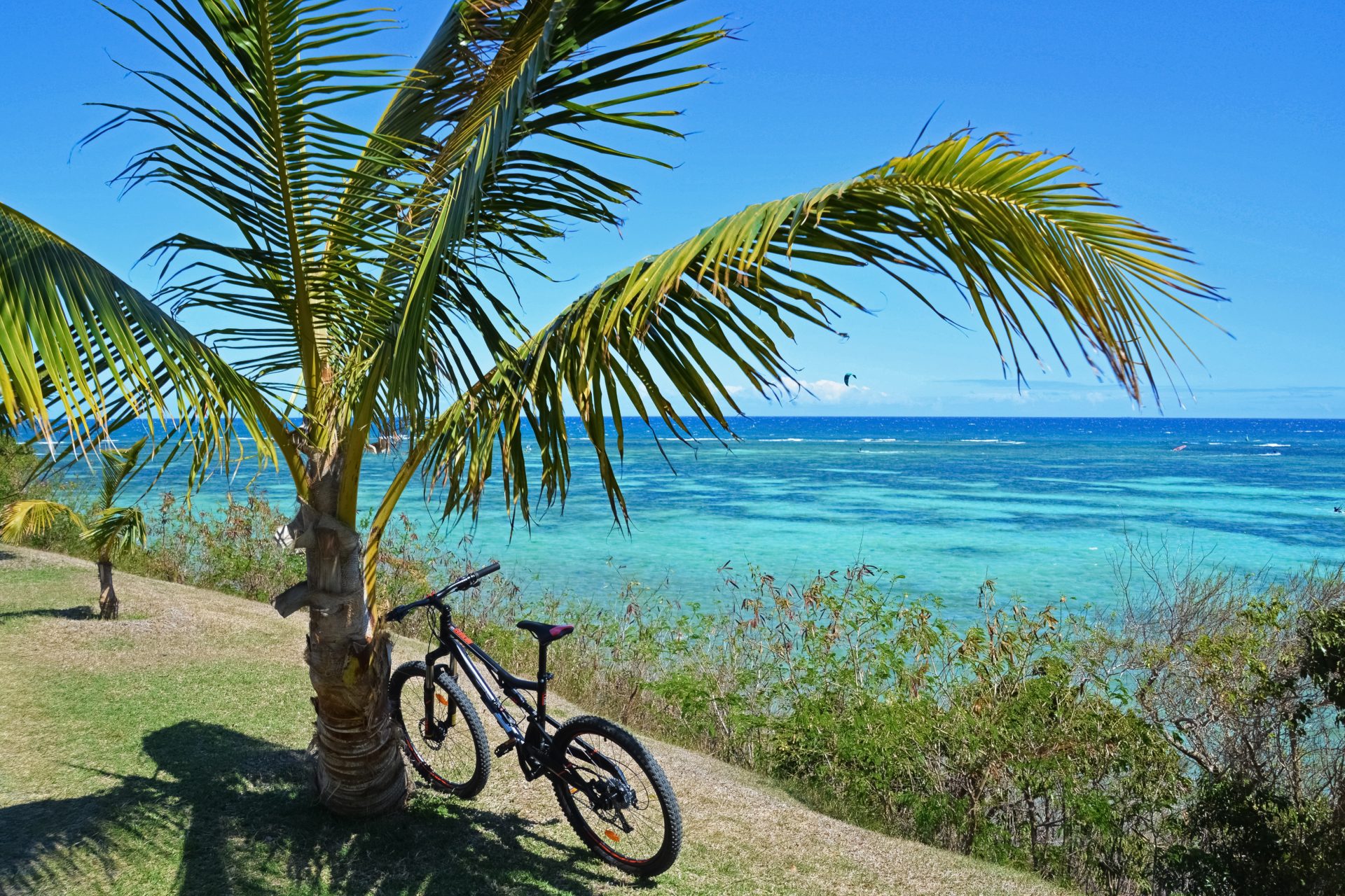 bike leaning against a palm tree by the sea